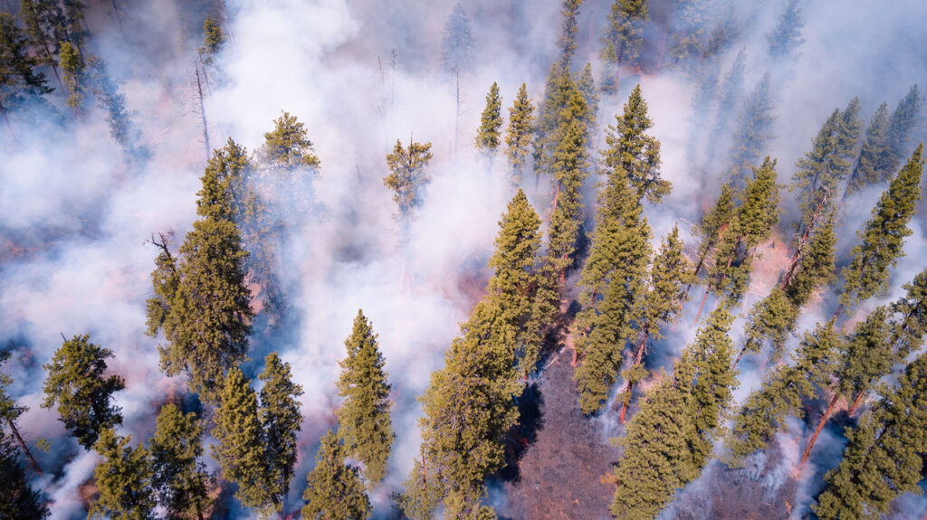 Conservation Media, Prescribed Fire, The Nature Conservancy