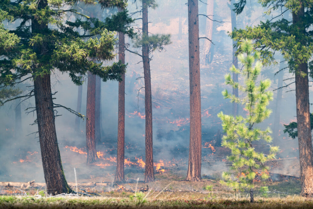 Conservation Media, Prescribed Fire, The Nature Conservancy