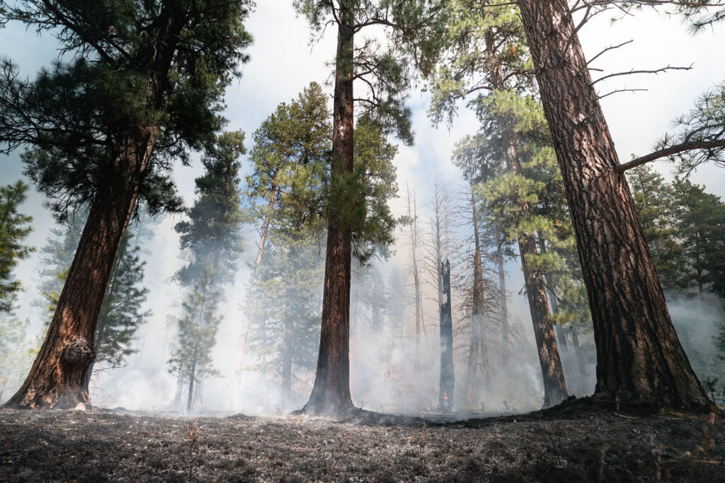 Conservation Media, Prescribed Fire, The Nature Conservancy