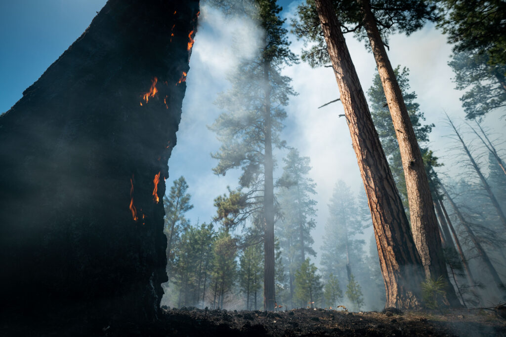Conservation Media, Prescribed Fire, The Nature Conservancy