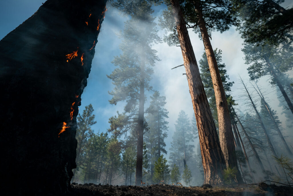 Conservation Media, Prescribed Fire, The Nature Conservancy