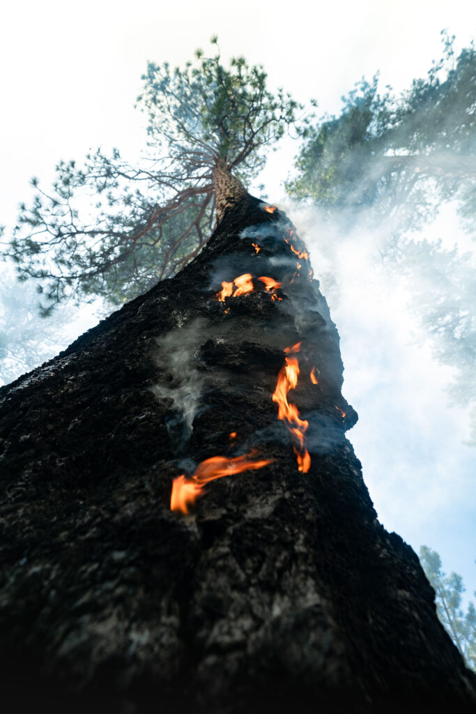 Conservation Media, Prescribed Fire, The Nature Conservancy